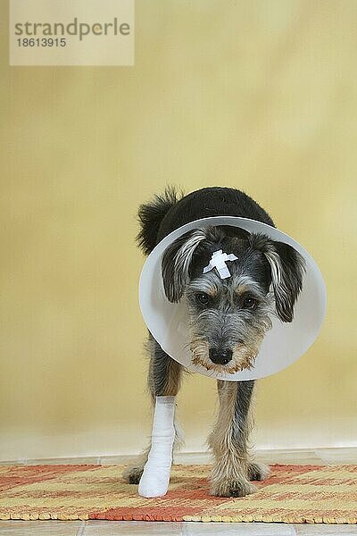 Mischlingshund mit Pflaster  Schutztrichter und verbundener Pfote  verbunden  Verband  verletzt  Halskragen  freistellbar