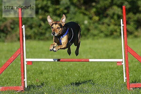 Mischlingshund  Agility  springt über Hürde  freistellbar