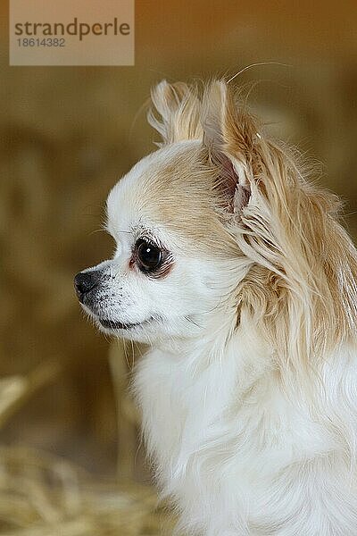 Chihuahua  langhaarig  8 Jahre alt  seitlich  Profil
