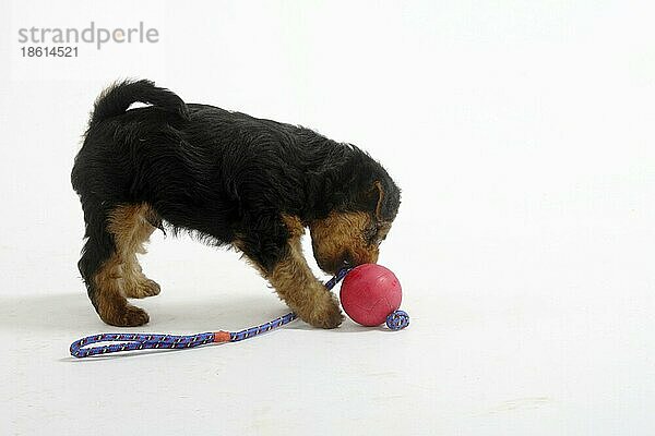 Welsh Terrier  Welpe  7 Wochen  mit Spielzeug  Ball  seitlich