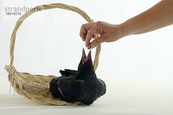 Rabenkrähe (Corvus corone corone)  Ästling  wird von Hand gefüttert  Krähe  Handaufzucht