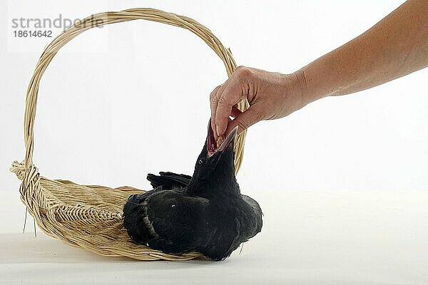 Rabenkrähe (Corvus corone corone)  Ästling  wird von Hand gefüttert  Krähe  Handaufzucht