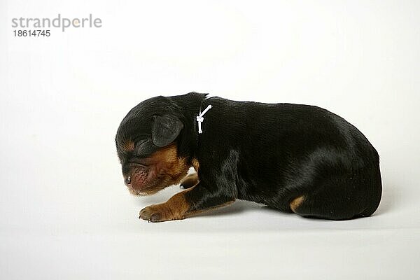 Cavalier King Charles Spaniel  Welpe  black-and-tan  1 Tag  seitlich