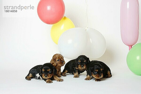 Cavalier King Charles Spaniel  Welpen  back-and-tan und ruby  24 Tage  mit Luftballons
