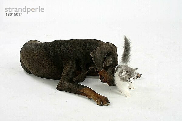 Dobermann  blau  und Perserkatze  Kätzchen