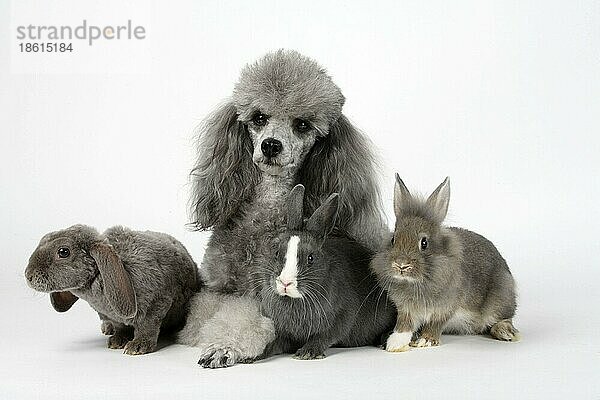 Kleinpudel  silber mit Zwergkaninchen  Löwenmähnenzwergkaninchen und Zwergwidder  Jungtiere  Pudel  Löwenmähnenzwergkaninchen  Löwenkopfkaninchen  Zwergwidderkaninchen  Widderkaninchen