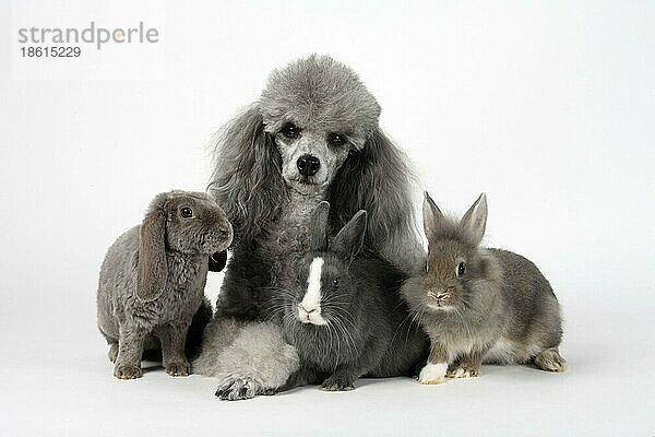 Kleinpudel  silber mit Zwergkaninchen  Löwenmähnenzwergkaninchen und Zwergwidder  Jungtiere  Pudel  Löwenmähnenzwergkaninchen  Löwenkopfkaninchen  Zwergwidderkaninchen  Widderkaninchen