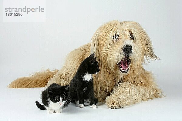 Mischlingshund und Hauskatzen  Kätzchen  8 Wochen