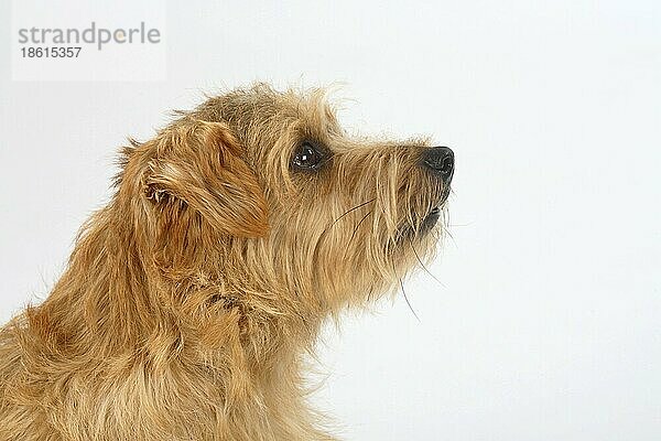 Norfolk Terrier  seitlich  Profil
