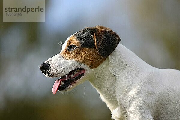 Jack-Russell-Terrier  seitlich  Profil