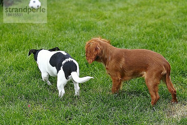 Jack-Russell-Terrier und Cavalier-King-Charles-Spaniel  Welpen  4 Monate  unsicher  vorsichtig