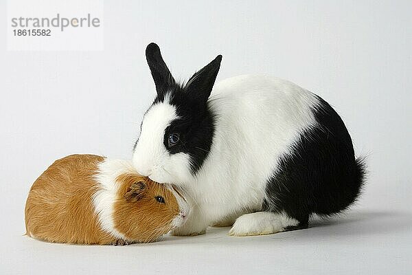 Löwenmähnenzwergkaninchen  schwarz-weiß  und Meerschweinchen  rot-weiß  Löwenkopfkaninchen  Hauskaninchen  Zwergkaninchen