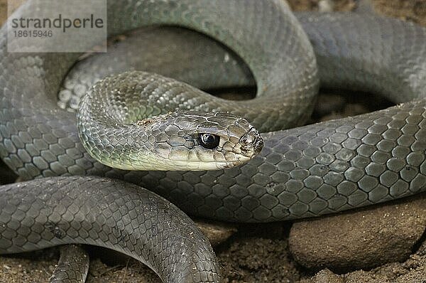 Blauer Renner (Coluber constrictor) foxi  heimisch in Nordamerika