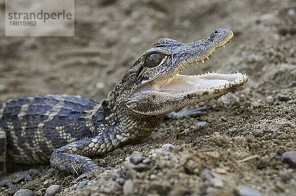 Amerikanischer Alligator (Alligator mississippiensis)  zwei Jahre alt  Maul geöffnet