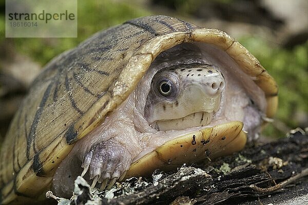 Kleine Moschusschildkröte  Kleine Moschusschildkröten  Zwerg-Moschusschildkröte  Zwerg-Moschusschildkröten  Andere Tiere  Reptilien  Sch...