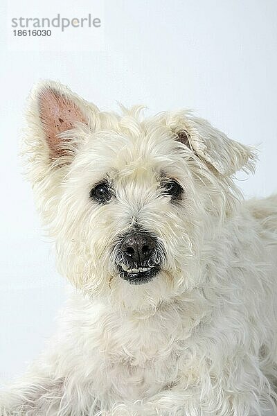 Mischlingshund  alter Hund  14 Jahre alt  Zahnfehlstellung