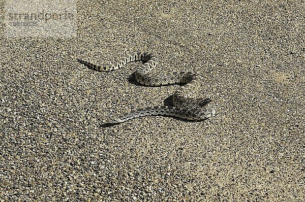 Gophernatter  Gophernattern  Andere Tiere  Reptilien  Schlangen  Tiere  Bull snake  Pituophis catenifer  crossing a road  Badlands  North Dakota  USA  Nordamerika