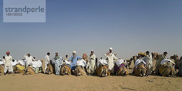 Kameltreiber und Dromedare in Thar-Wüste  Rajasthan  Einhöckriges Kamel (Camelus dromedarius)  Indien  Asien
