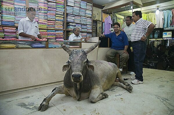 Heilige Kuh in Textilladen  Kühe  Hausrind  Altstadt  Varanasi  Benares  Uttar Pradesh  Indien  Asien