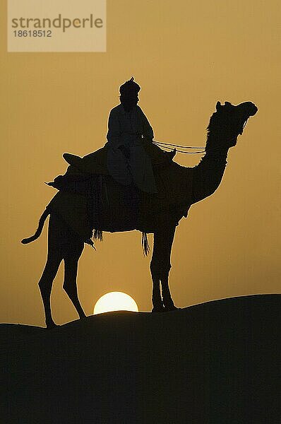 Dromedar in der Wüste Thar  Rajasthan  Einhöckriges Kamel (Camelus dromedarius)  Indien  Asien