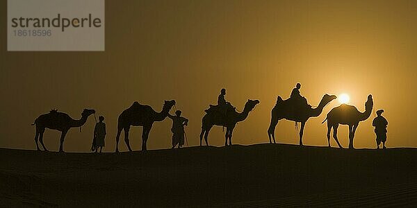 Dromedare in der Wüste Thar  Rajasthan  Einhöckriges Kamel (Camelus dromedarius)  Indien  Asien