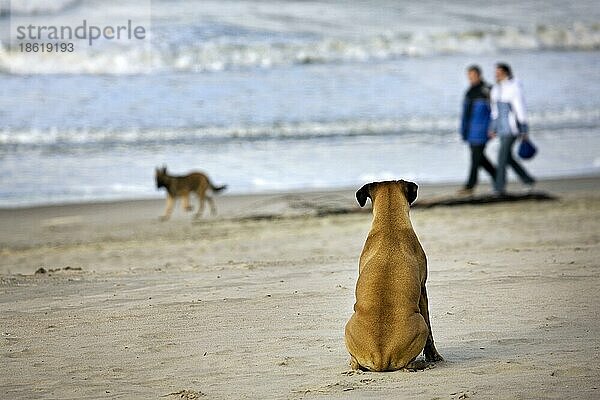 Boxer sitzt im Sand und beobachtet andere Hunde (Canis lupus familiaris) und Menschen  die am Strand vorbeigehen