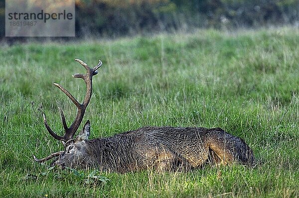 Rothirsch (Cervus elaphus) mit riesigem Geweih beim Ausruhen im Grasland