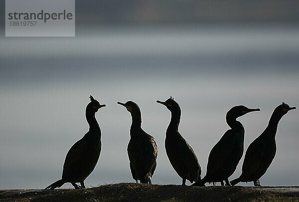 Krähenscharbe  Krähenscharben (Phalacrocorax aristotelis)  Ruderfüßer  Tiere  Vögel  European Shags  Common Shag gathering on rock along the coast