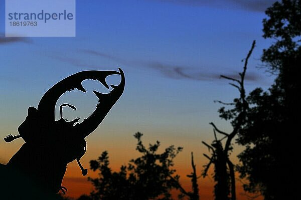 Nahaufnahme der Mundwerkzeuge des Hirschkäfers (Lucanus cervus) als Silhouette gegen den Sonnenuntergang über dem Wald  La Brenne  Frankreich  Europa