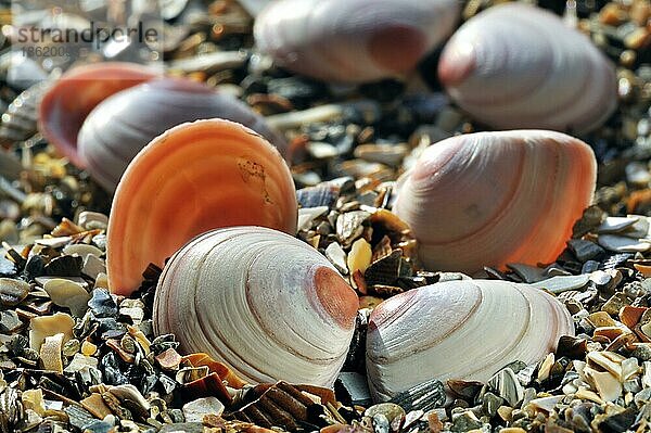 Baltische Plattmuschel  Nordische Tellmuschel  Baltische Tellmuschel  Baltische Plattmuscheln (Limecola balthica)  Nordische Tellmuscheln  Baltische Tellmuscheln  Andere Tiere  Muscheln  Tiere  Weichtiere  Baltic macoma  Baltic clam  Baltic tellin Maco...