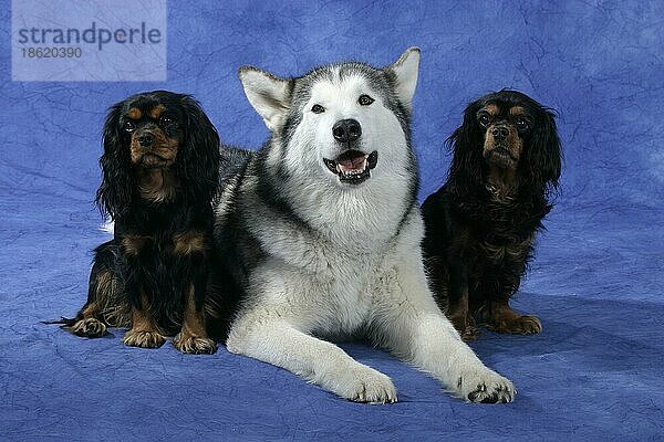 Alaskan Malamute und Cavalier King Charles Spaniel