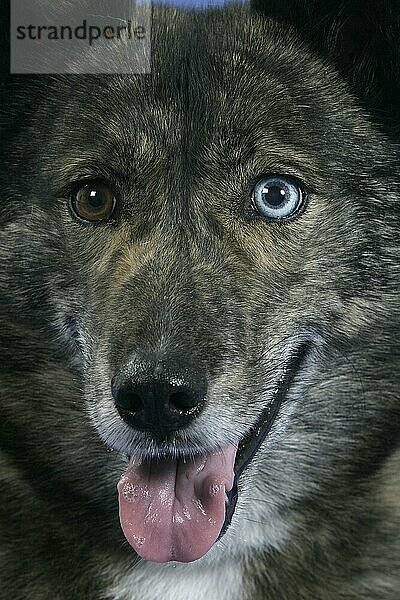 Mischlingshund  odd-eyed