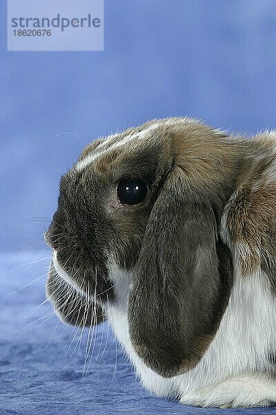 Lop-eared Dwarf Rabbit  Zwergwidderkaninchen  Kaninchen  Zwergkaninchen  innen  Studio  seitlich  side