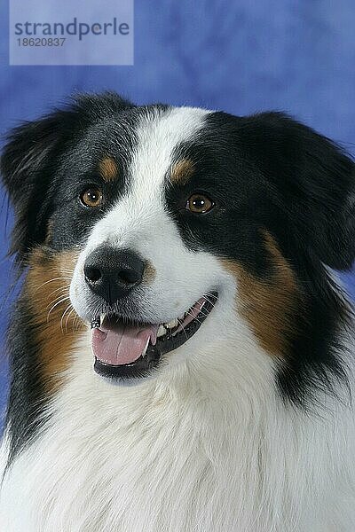 Australian Shepherd