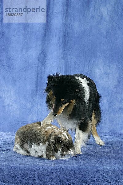 Sheltie und Lop-Eared Dwarf Rabbit  Shetland Sheepdog
