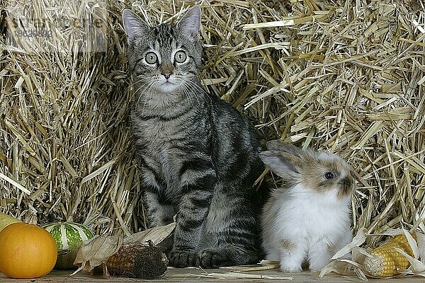 Domestic Cat  5 month  and young Dwarf Rabbit  Hauskatze  5 Monate  und Zwergkaninchen  Jungtier  Kaninchen  Hauskaninchen  innen getigert