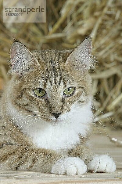 Norwegian Forest Cat  cinnamon-spotted-tabby/white  Norwegische Waldkatze  cinnamon-spotted-tabby/weiss  innen  Studio