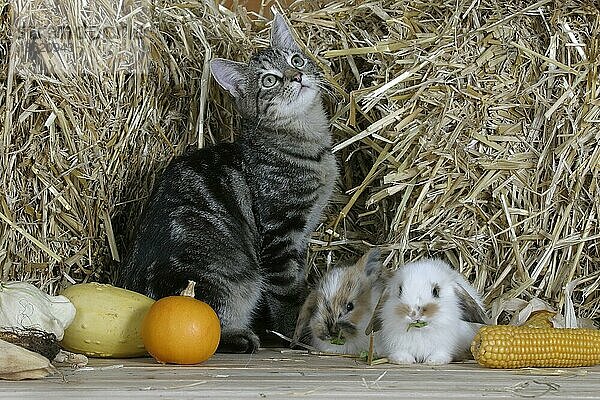 Domestic Cat  5 month  and young Dwarf Rabbits  Hauskatze  5 Monate  und Zwergkaninchen  Jungtiere  Kaninchen  Hauskaninchen  innen