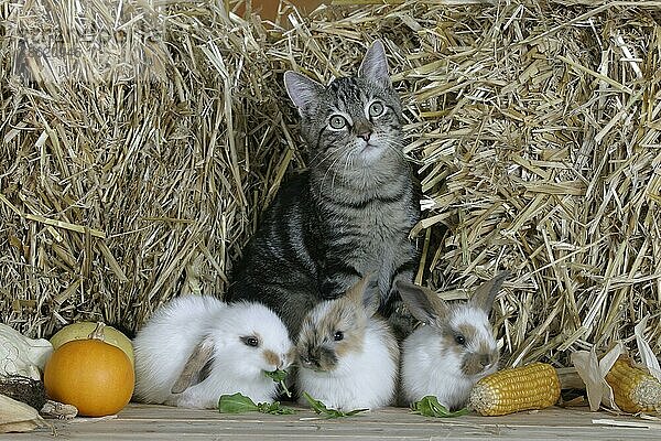 Domestic Cat  5 month  and young Dwarf Rabbits  Hauskatze  5 Monate  und Zwergkaninchen  Jungtiere  Kaninchen  Hauskaninchen