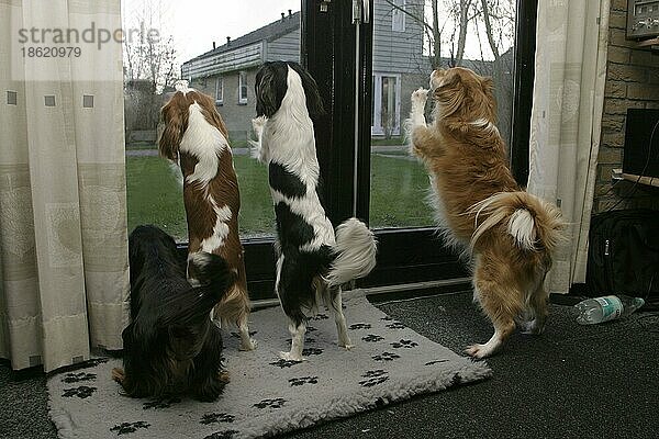 Cavalier-King-Charles-Spaniel und Mischlingshund bellen an Terrassentür