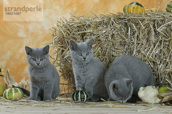 British Shorthair Cats  kittens  blue  Britische Kurzhaarkatzen  Kätzchen  blau  Kartäuser  Kartäuserkatze  innen