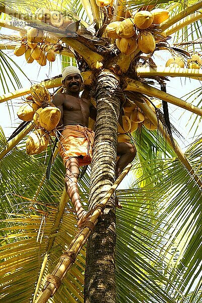 Mann erntet Kokosnüsse  Kovalam  Kerala (Cocos nucifera)  Indien  Asien
