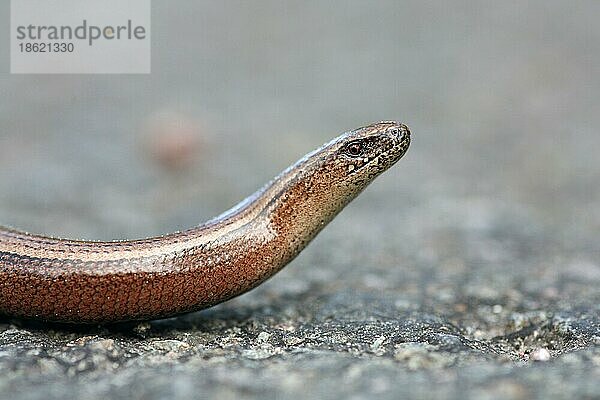 Blindschleiche (Anguis fragilis)