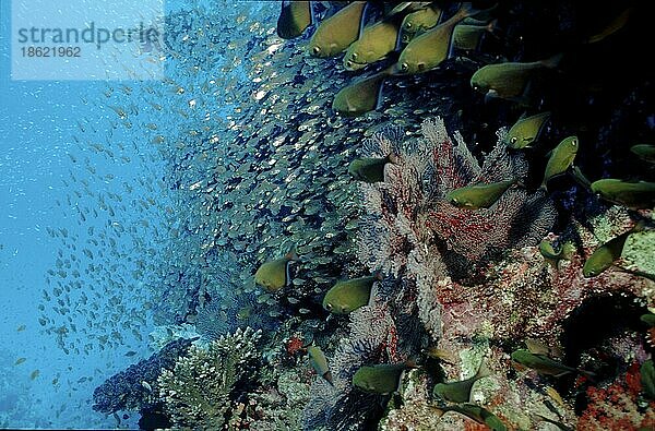 Höhlen-Beilbauchfische  Rotes Meer (Pempheris vanicolensis)  Höhlen-Beilbauchfisch