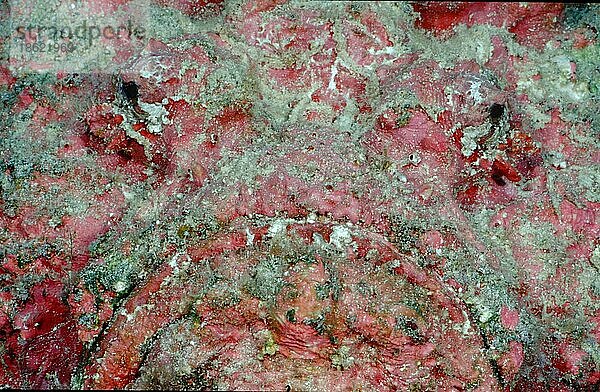 Echter Steinfisch (Synanceia verrucosa)  Rotes Meer