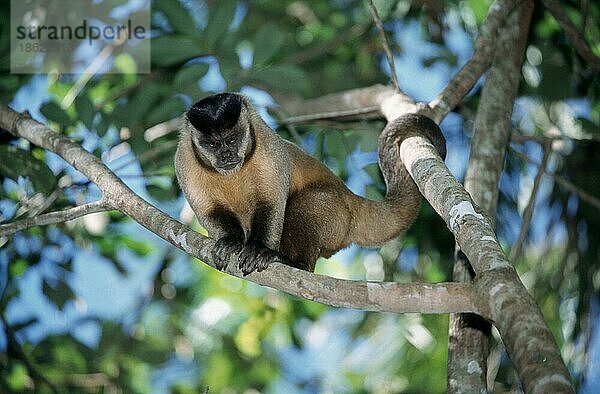 Brown Capuchin Monkey  male  Pantanal  Brazil  Gehaubter Kapuziner (Cebus apella)  männlich  Pantanal  Brasilien  Südamerika