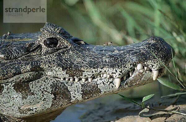 Paraguayischer Kaiman  Pantanal (Caiman crocodilus yacare)  Brasilien  Südamerika