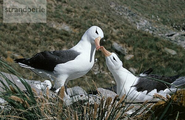 Black-browed Albatrosses  pair  Steeple Jaso (Diomedea melanophris) (Thalassarche melonophris)  Falkland Islands  Schwarzbrauenalbatrosse  Paar  Steeple Jason Insel  Falkland-Inseln  Black-browed Mollymauk  Island  Europa