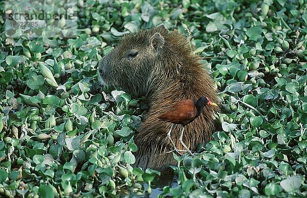 Wasserschwein (Hydrochoerus capybara) (Hydrochaeris hydrochaeris) und Klunker-Jacana (Jacana jacana)  Llanos  Venezuela  Südamerika