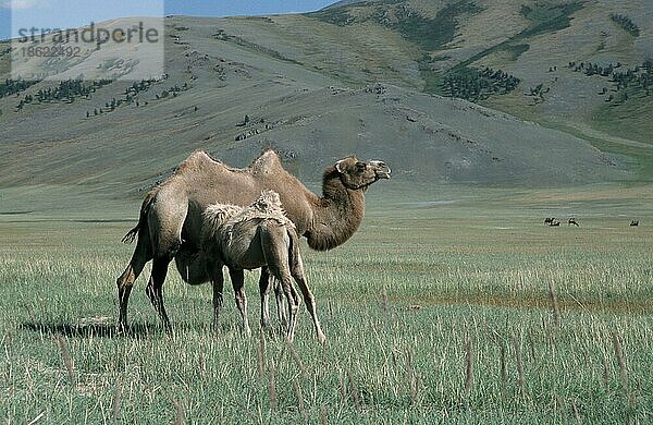 Zweihöckrige Kamele (Camelus bactrianus)  Weibchen säugt Junge  Trampeltier  Mongolei  Asien